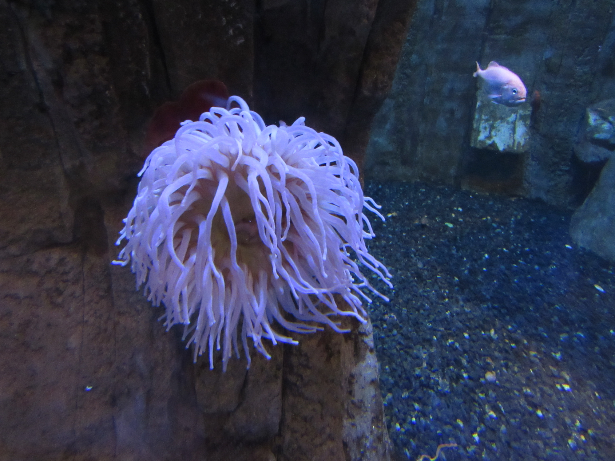 seaceature